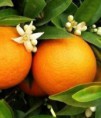 BIGARADE ( zeste) : orange amère : stress, fatigue, anxiété, insomnies, phobies, boulimie, fringales